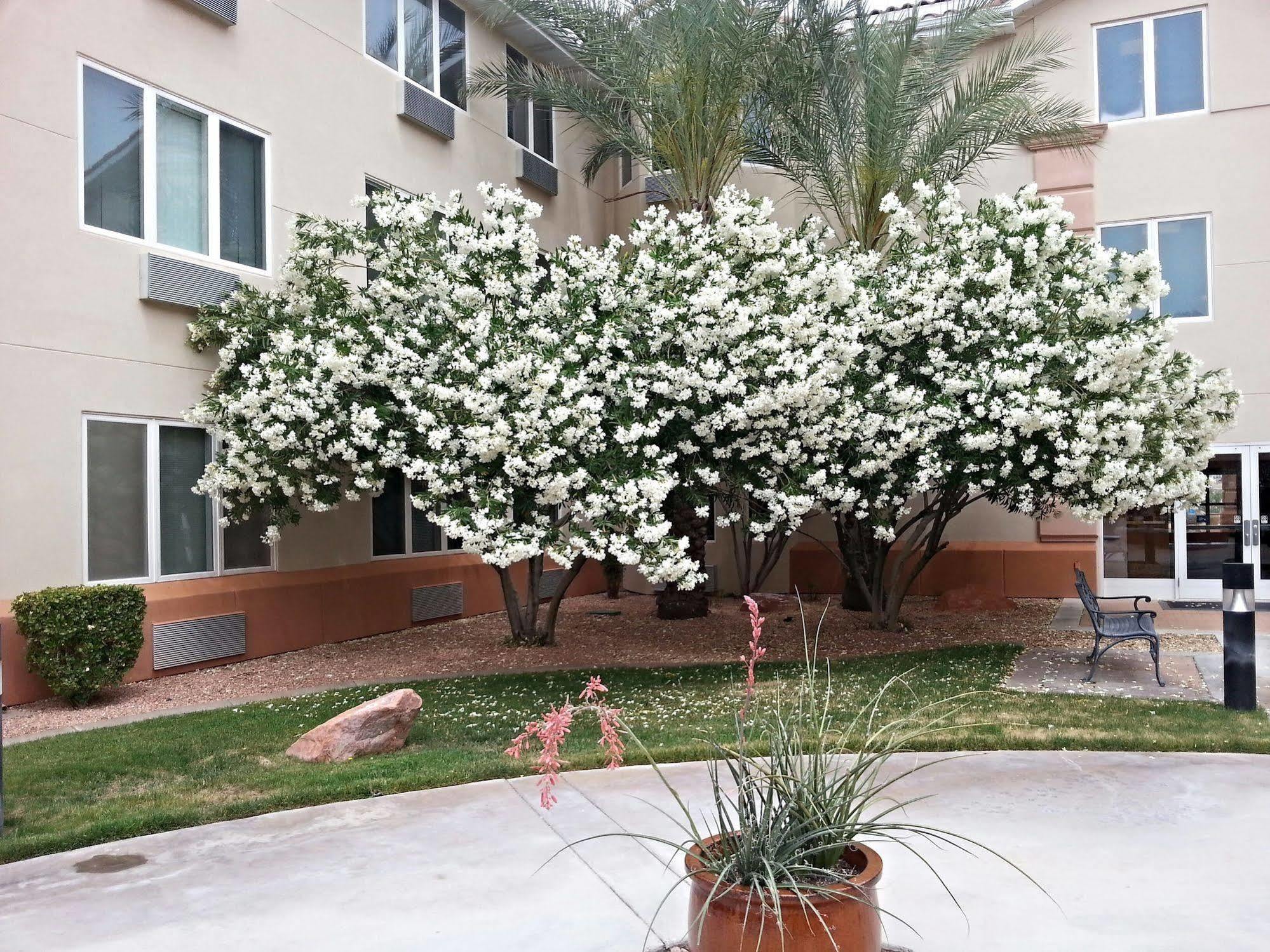 Mojave Edge Mesquite Exterior foto
